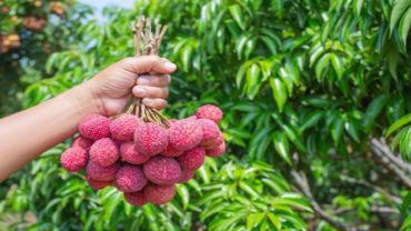 লিচু বেশি খাচ্ছেন? জেনে নিন ক্ষতি