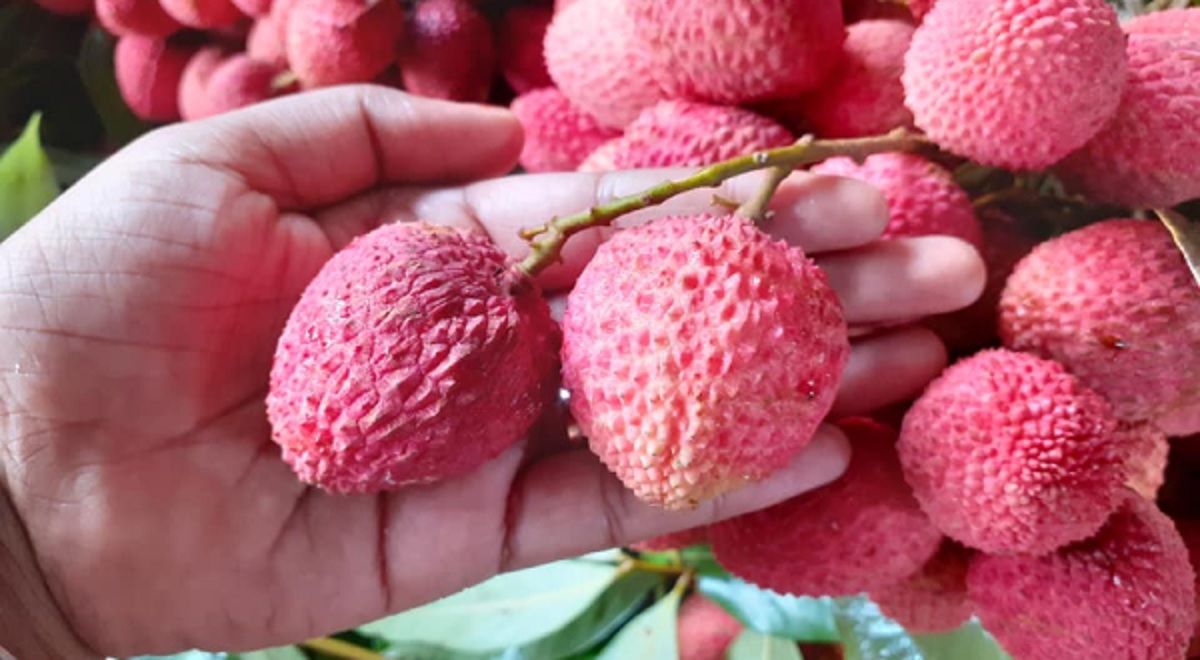 বাজারে পাকা ও মিষ্টি লিচু চেনার ৯ কৌশল