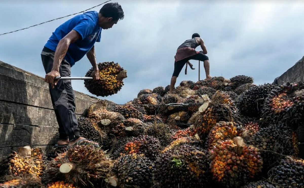 চলতি বছরে মালয়েশিয়ার পাম শিল্পে যোগ দেবে ৫২ হাজার বিদেশি কর্মী