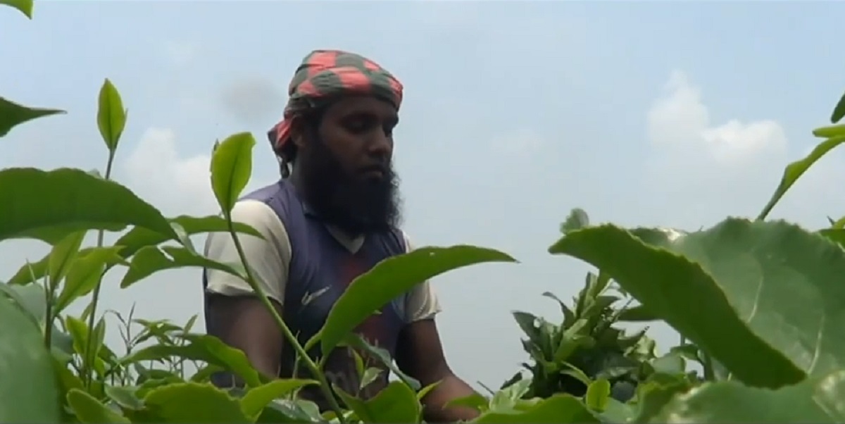 পঞ্চগড়ে সমতল ভূমির চা পাতার দাম কমছে, দুশ্চিন্তায় চাষি-শ্রমিকরা