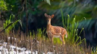 জলবায়ু পরিবর্তন মোকাবেলার মতো জীববৈচিত্র্য রক্ষায়ও সমান গুরুত্ব দিচ্ছে বাংলাদেশ?