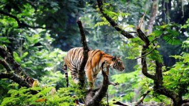 বাঘ সংরক্ষণ ও আইইউসিএনের বাংলাদেশ ভাবনা