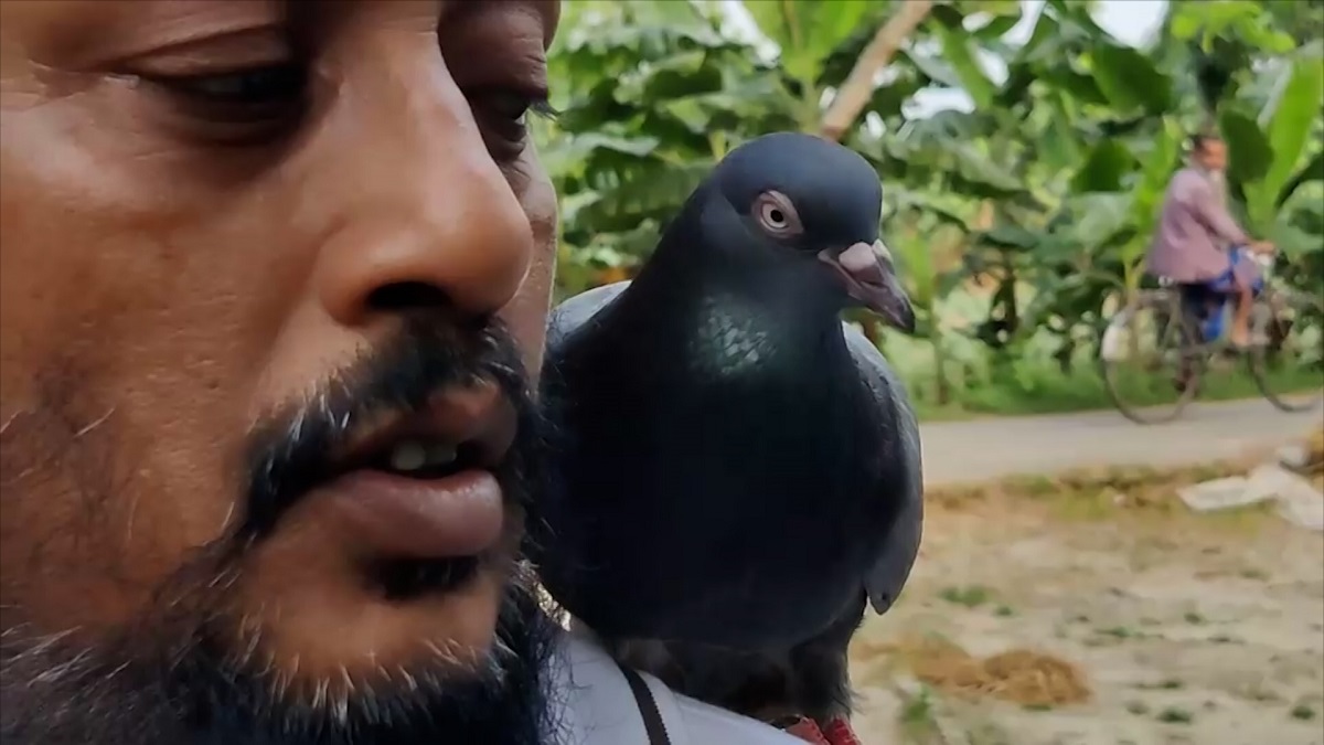 মুক্তির খবরে কারাগারের বন্ধু কবুতরের জন্য বিষণ্ন হয়ে উঠলেন আসামি