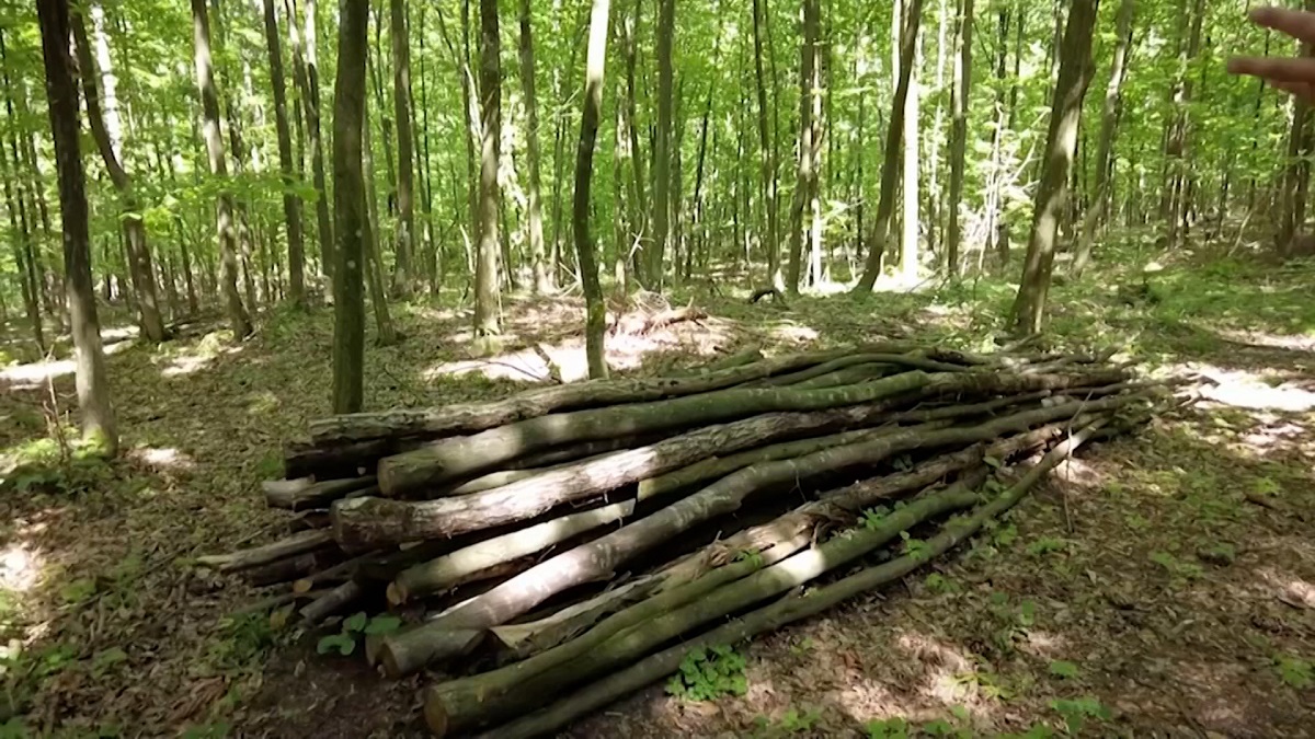 জ্বালানি সংকট সামাল দিতে পোল্যান্ডে গাছ কাটার অনুমোদন