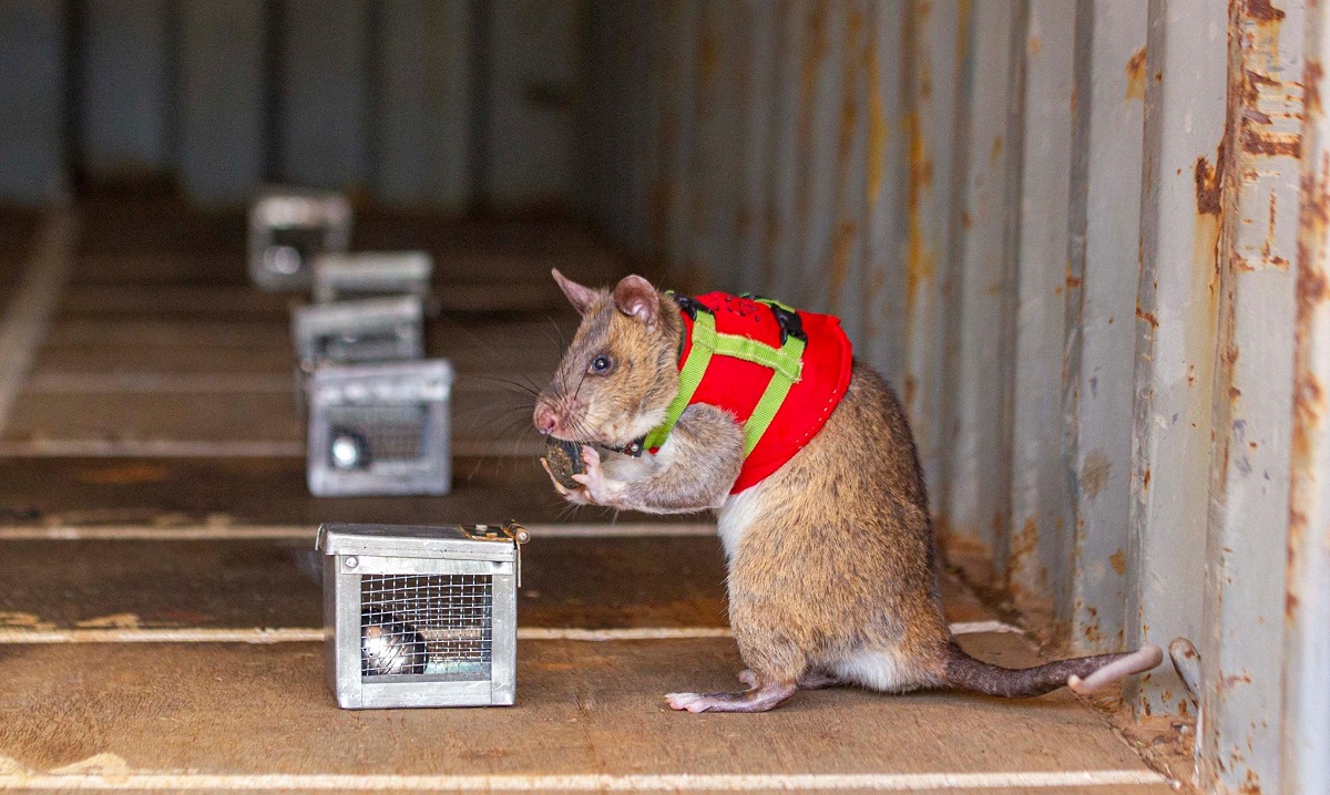 ভূমিকম্পে ধ্বংসাবশেষের নিচে চাপা পড়াদের উদ্ধারে প্রশিক্ষণ দেয়া হচ্ছে ইঁদুরকে