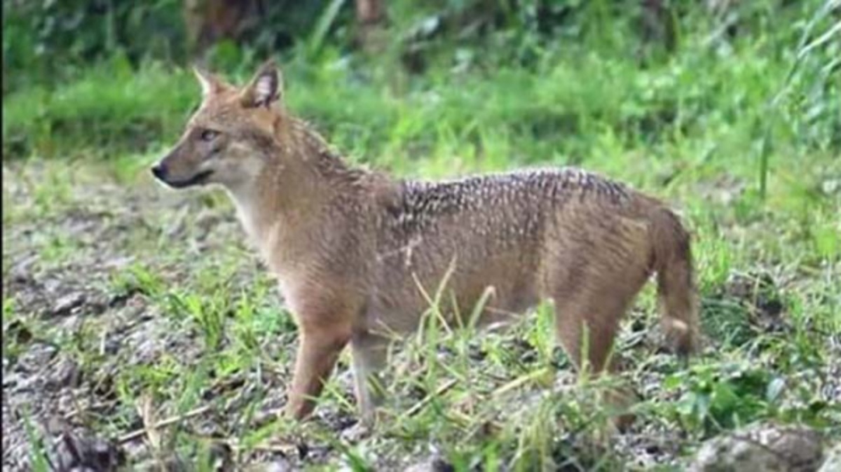 পানের বরজে কৃষকদের ওপর হামলে পড়লো শেয়াল, আহত ১৮