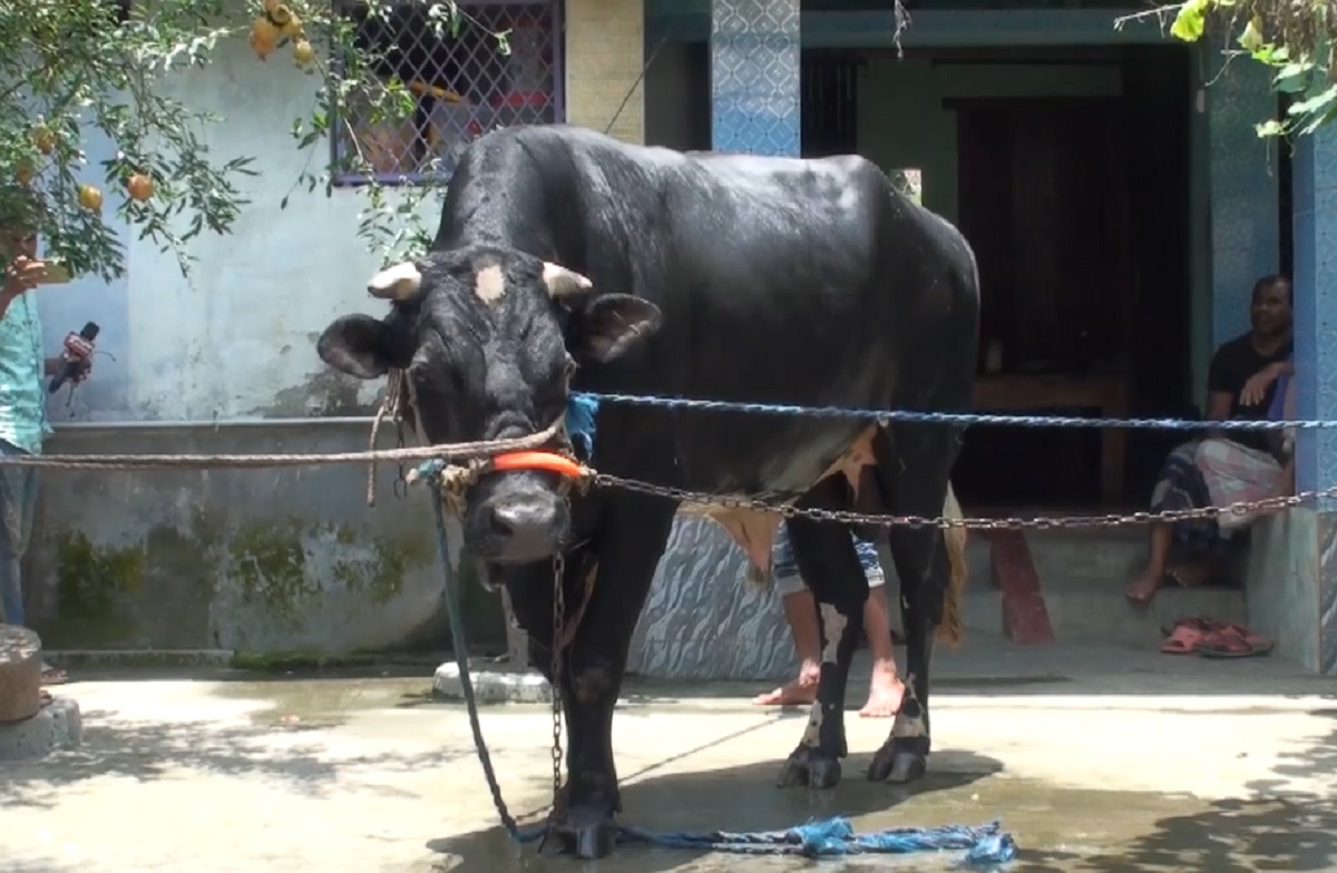 সাতক্ষীরায় এবার কোরবানির পশু হাটের চমক ৩০ মণের টাইগার