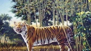 ছবিতে ২টি বাঘ আছে, খুঁজে বের করার চ্যালেঞ্জ নিন