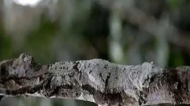 ছবিতে লুকিয়ে রয়েছে একটি টিকটিকি, খুঁজে বের করার চ্যালেঞ্জ নিন