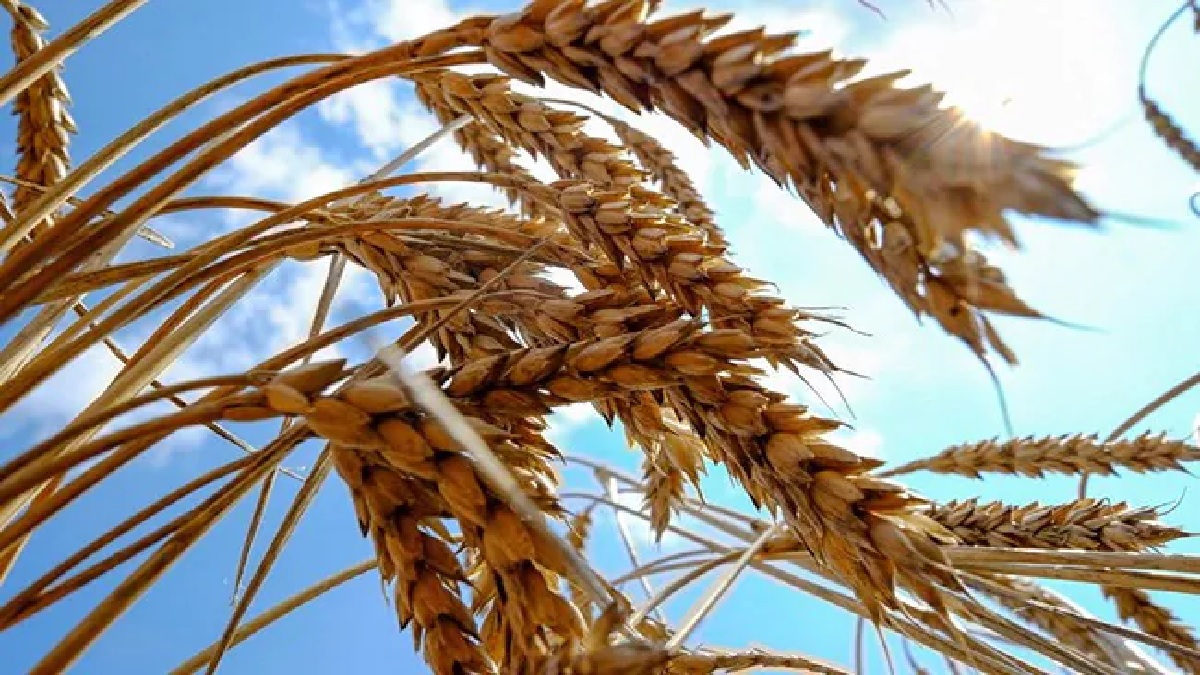 ‘৩ লক্ষ টন খাদ্যশস্য ধ্বংস করেছে রুশ বাহিনী’
