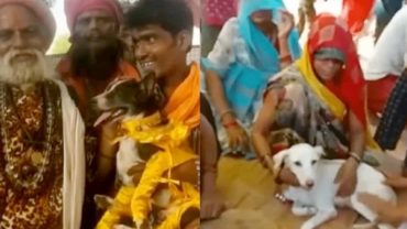 উত্তর প্রদেশে ধুমধাম করে দুই কুকুরের বিয়ে