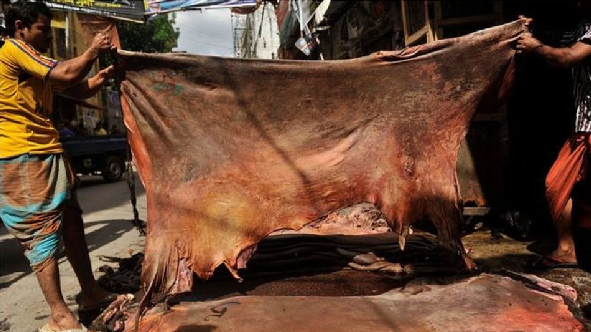 গরুর চামড়ার দাম বাড়লো ৭ টাকা