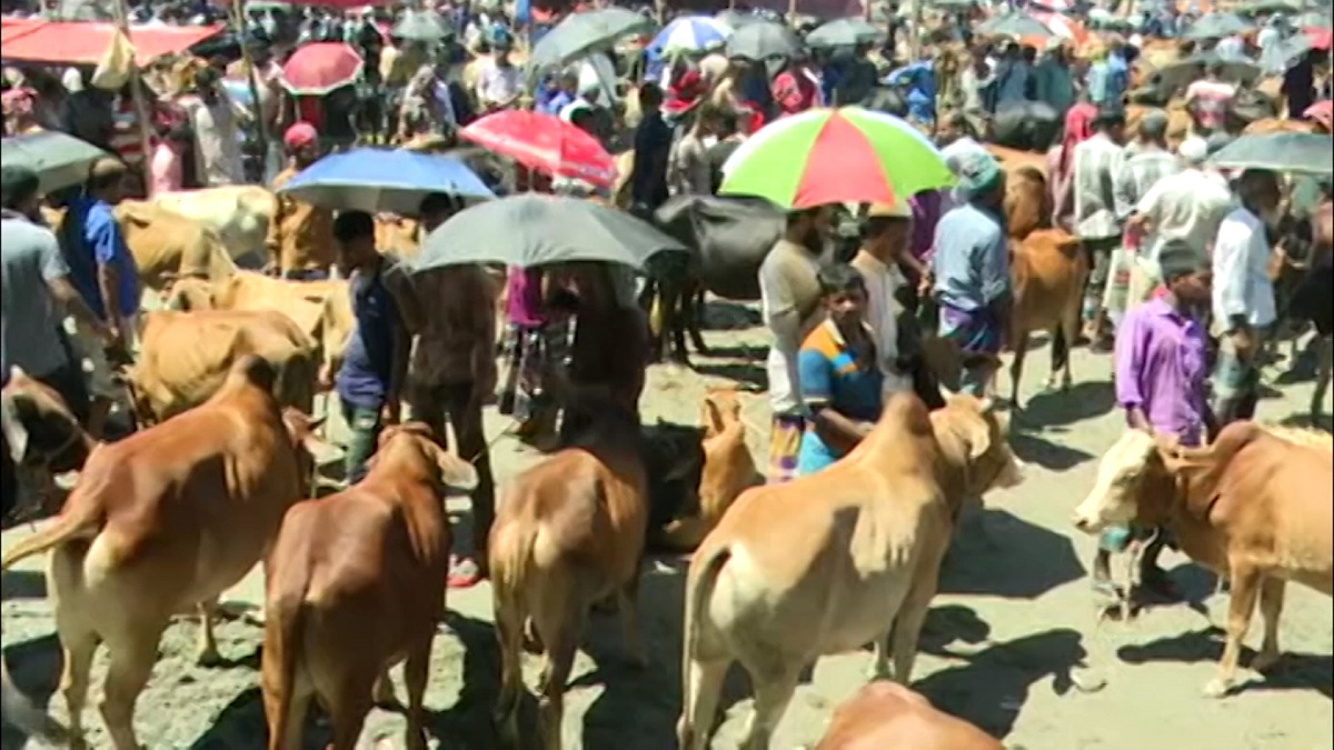 রাজধানীর পশুর হাটগুলোতে কমেছে গরুর দাম