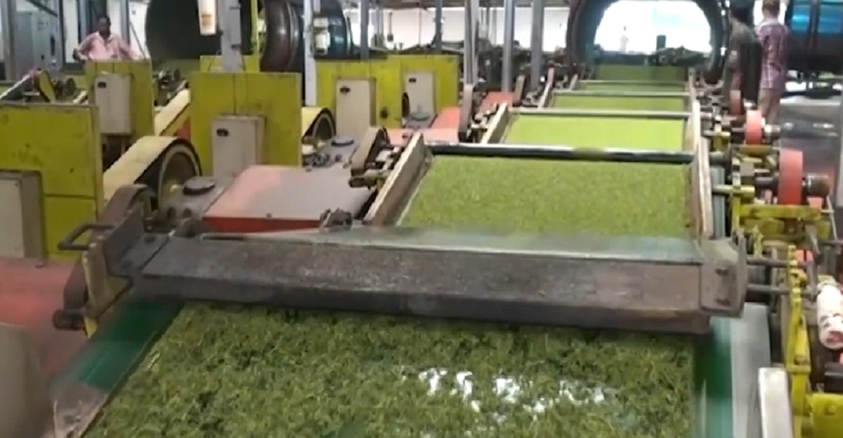 লোডশেডিংয়ের কারণে হবিগঞ্জের চা বাগানগুলোতে বাড়ছে উৎপাদন খরচ