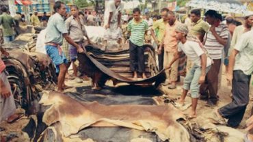 কোরবানির চামড়া সংরক্ষণের সঠিক উপায়