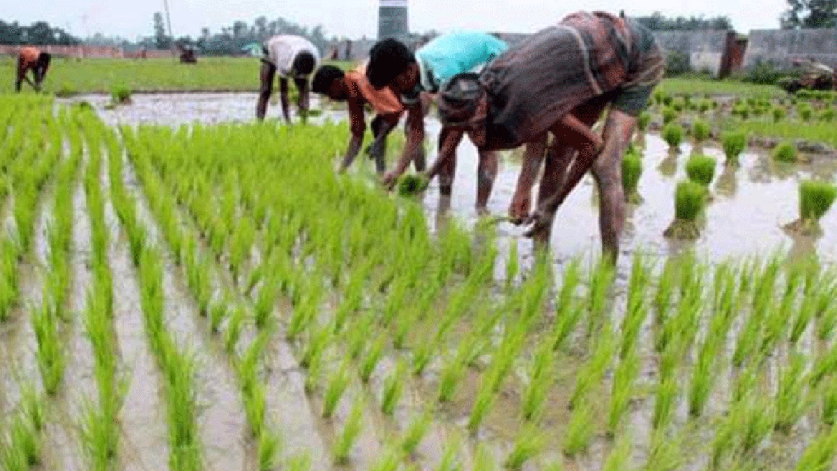 দীর্ঘ তাপদাহের পর বৃষ্টিপাত, দিনাজপুরে আমন রোপণে ধুম