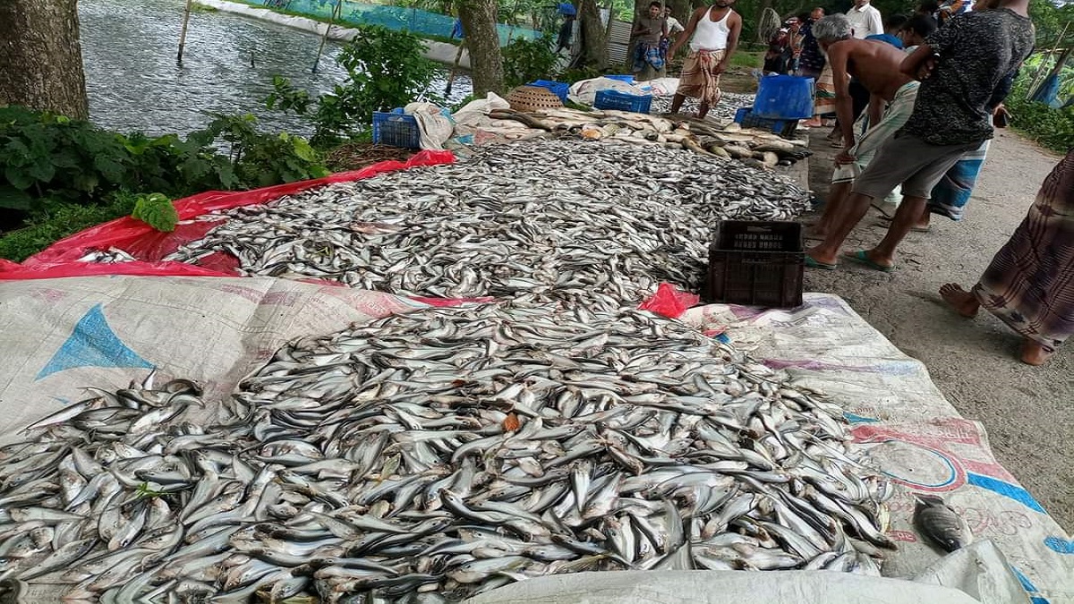 মরে ভেসে উঠলো ফিসারির তিনশো মণ মাছ