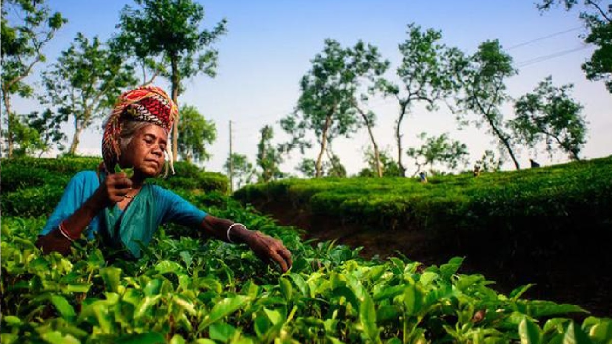 ১৯ দিন পর বাগানে ফিরলেন চা শ্রমিকরা