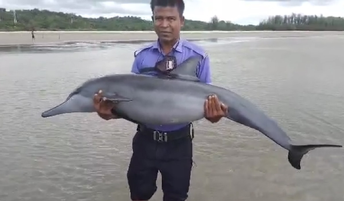 কক্সবাজারের সৈকতে ভেসে আসা আহত ডলফিনের মৃত্যু