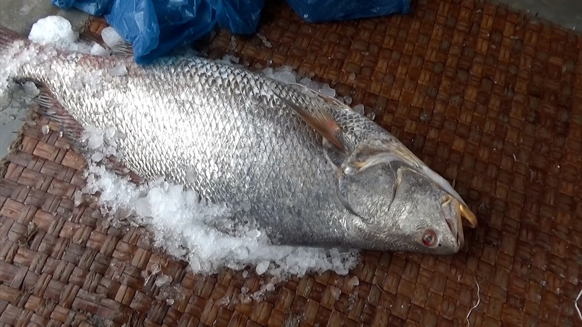 বঙ্গোপসাগরে ধরা পড়লো আধা মণ ওজনের দাতিনা মাছ, দাম ১ লাখ ৯০ হাজার