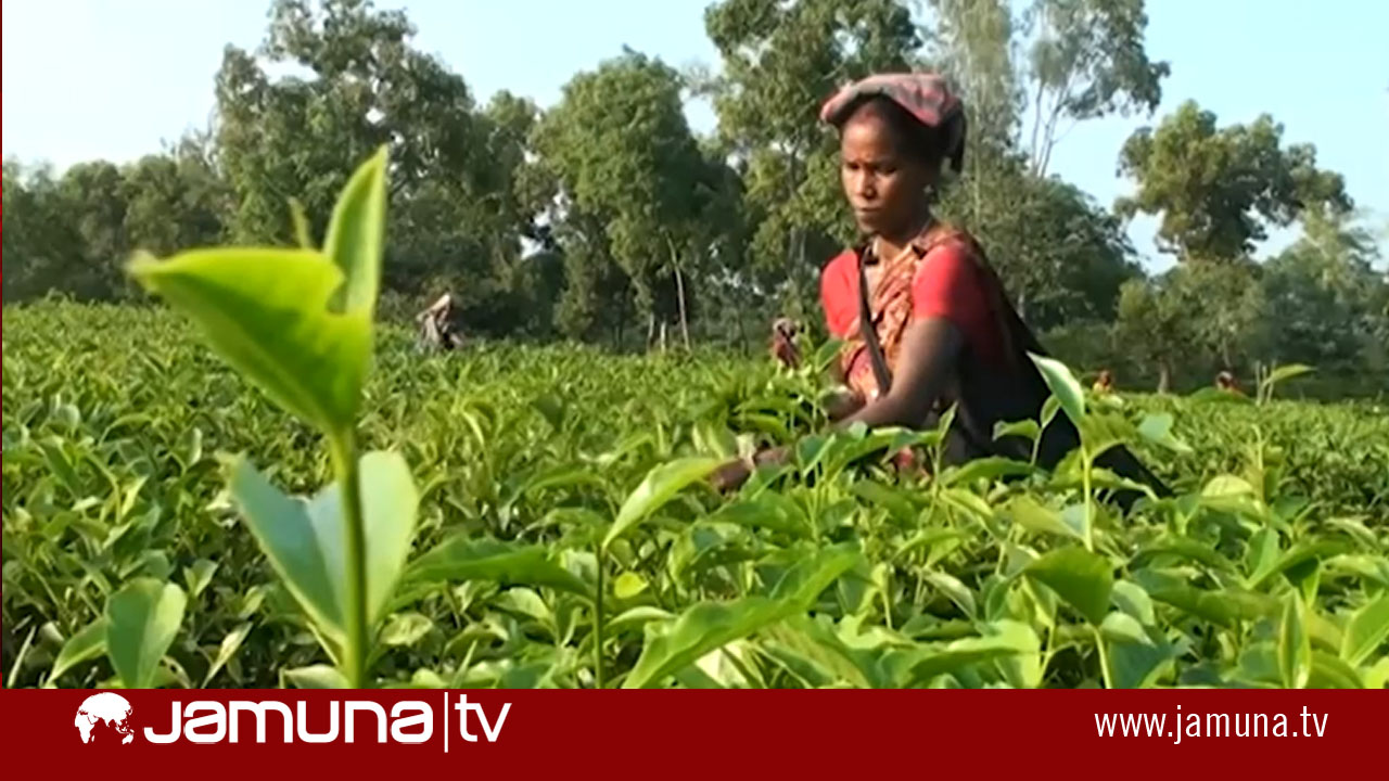 লোডশেডিং আর গ্যাসের চাপ স্বল্পতায় ক্ষতিগ্রস্ত হবিগঞ্জের চা শিল্প