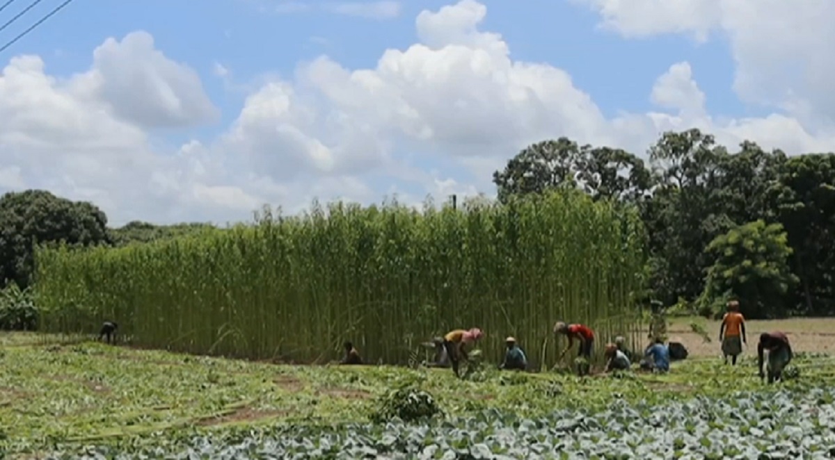 মেহেরপুরে এ বছরও লোকসানের আশঙ্কা পাট চাষিদের