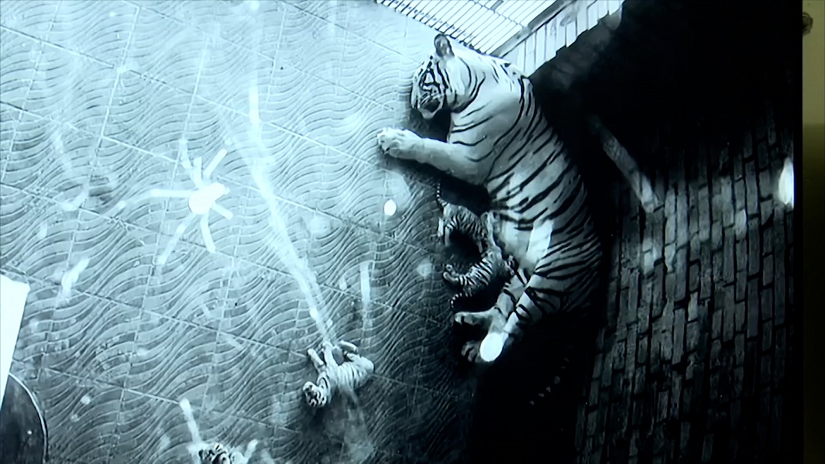 চট্টগ্রাম চিড়িয়াখানায় ‘রাজ-পরী’র ঘরে এলো চার নতুন অতিথি