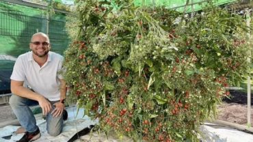 একটি গাছেই প্রায় ৬ হাজার টমেটো ফলালেন চাষি