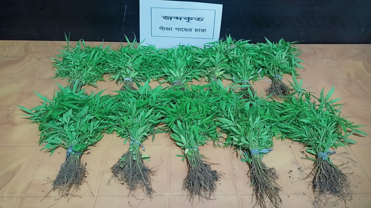 কক্সবাজারের গহীন পাহাড়ে চাষ করা হতো গাঁজা, উৎপাদন করা হতো নার্সারিতে