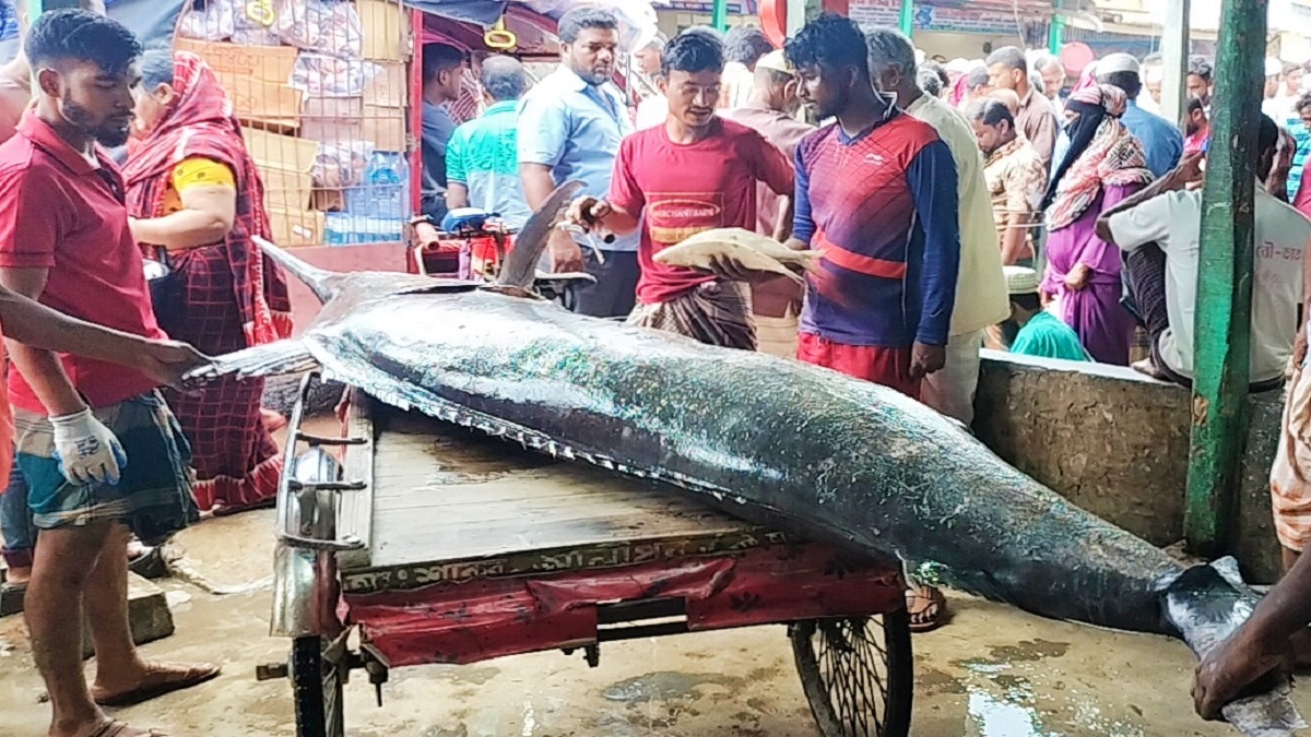 কুয়াকাটায় আবারও মিলেছে বিশালাকৃতির পাখি মাছ