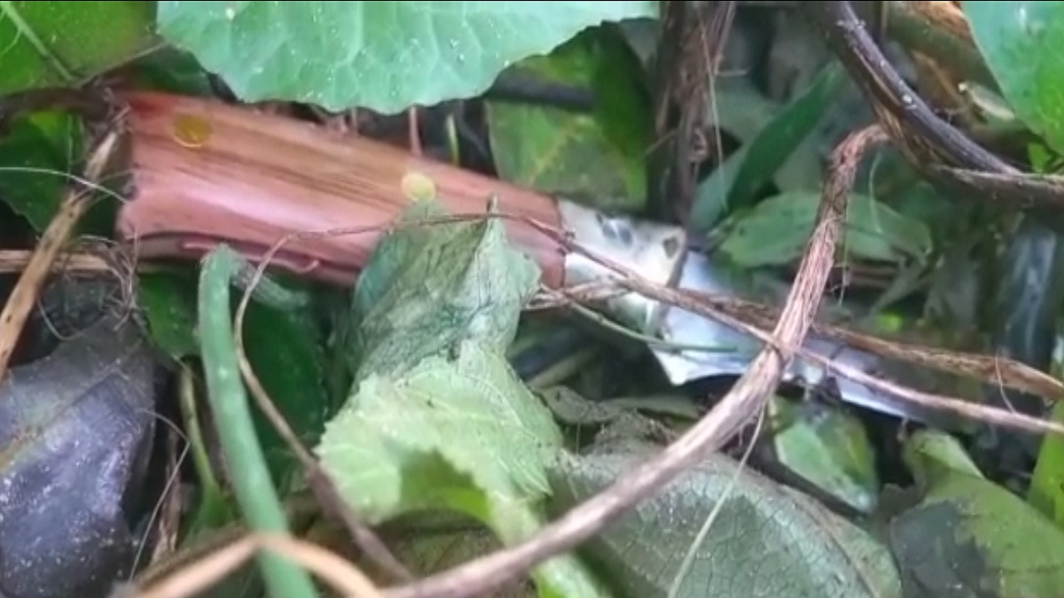 সাভারে অটোরিকশা চালকের গলাকাটা মরদেহ উদ্ধার