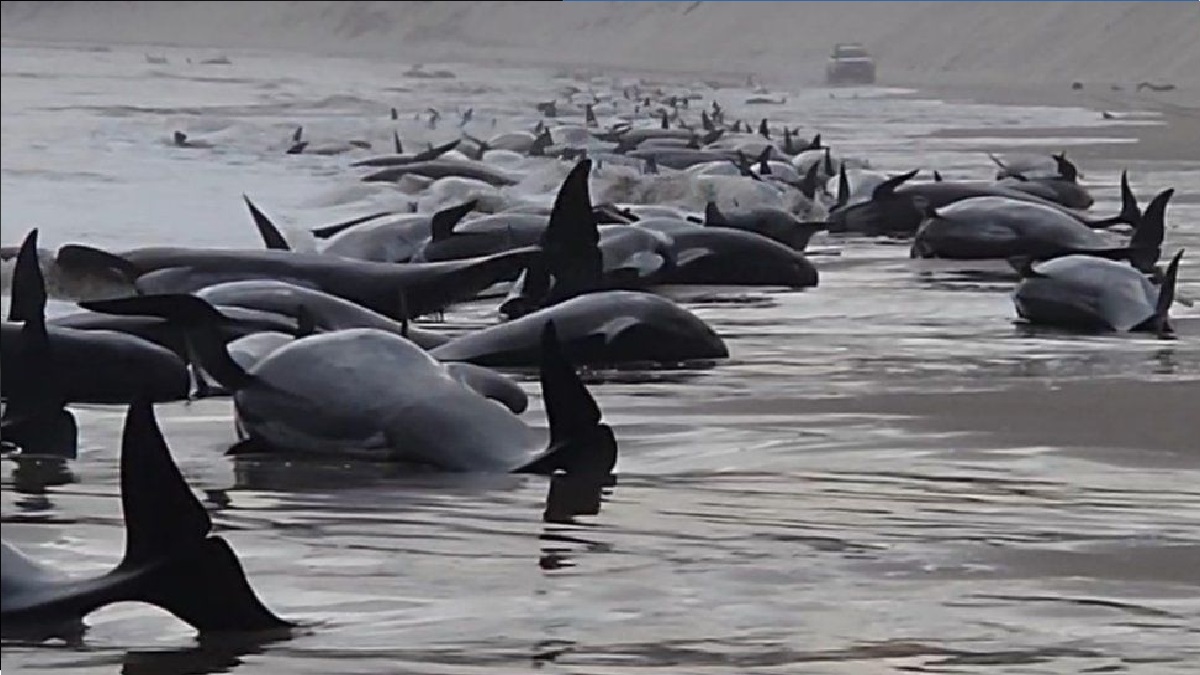 সমুদ্র উপকূলে আটকা পড়েছে অন্তত ২৩০টি তিমি