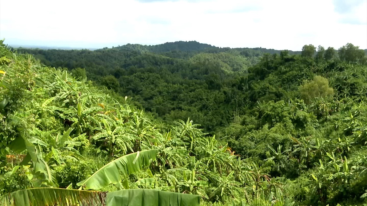 পার্বত্য এলাকায় প্রাকৃতিক বনের সঙ্গে যুক্ত হচ্ছে কৃত্রিম বনায়ন