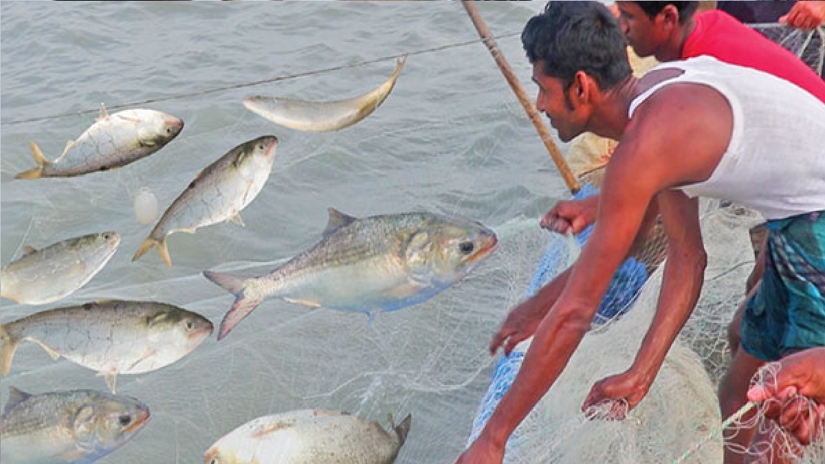 আজ থেকে ইলিশ ধরা বন্ধ