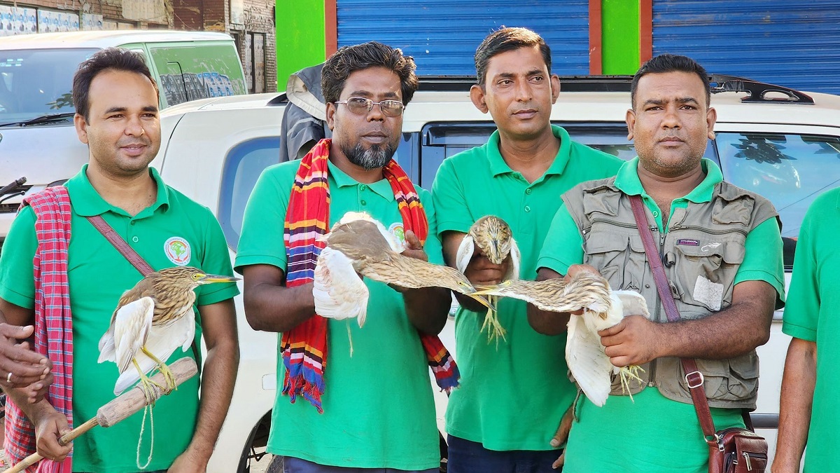 পরিবেশকর্মীদের তৎপরতায় নীড়ে ফিরলো চলনবিলের দশটি বক