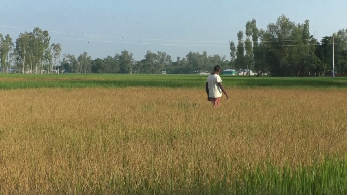 চাচার ধানখেত বিষে ঝলসে দিয়ে গ্রেফতার ভাতিজা
