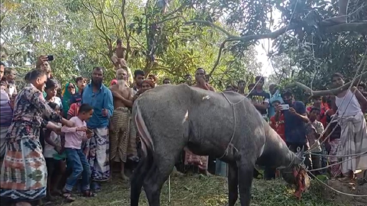 চাঁপাইনবাবগঞ্জে নীলগাই উদ্ধার