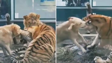বাঘের কান কামড়ে ধরল কুকুর, নীরবে দেখছে সিংহ। (ভিডিও)