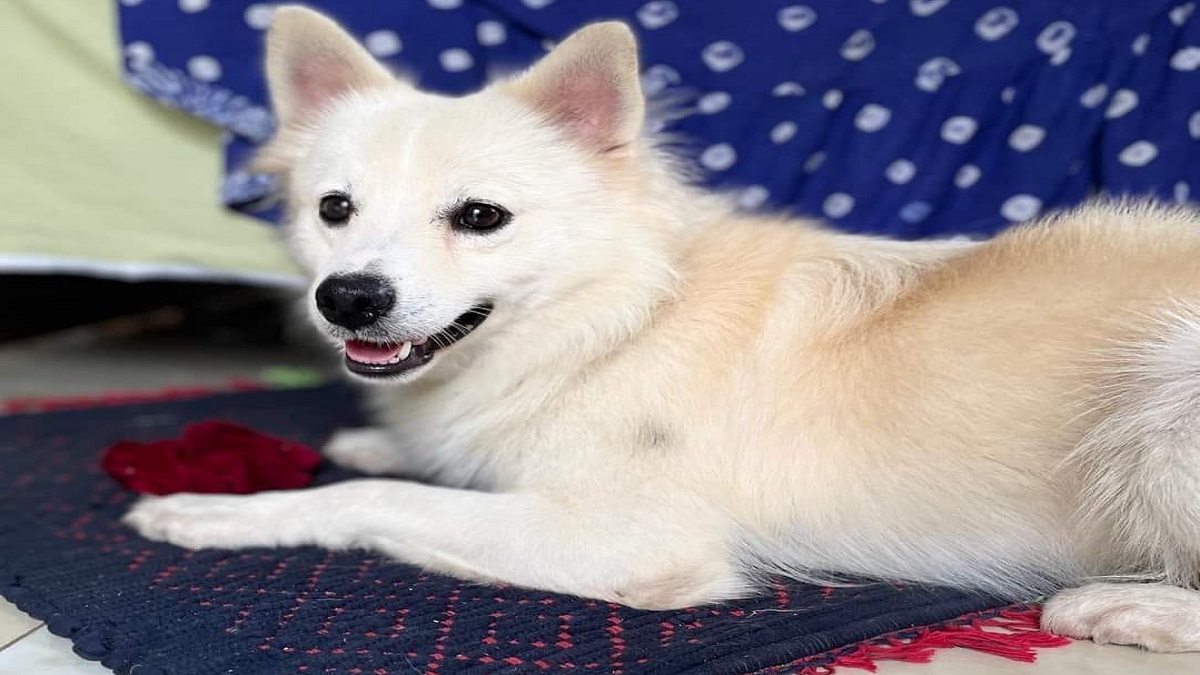 চুরি গেছে সাধের কুকুর, ফিরে পেতে পুরস্কার ঘোষণা