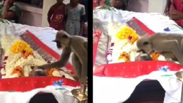 বন্ধুকে শেষ বিদায় জানিয়ে চুম্বনে ভরিয়ে দিলো হনুমান, ভিডিও ভাইরাল