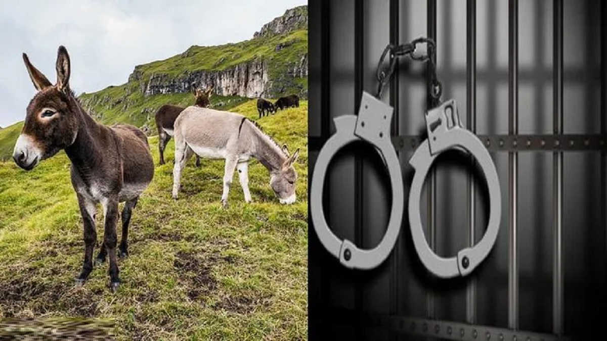 কাঠ পাচারের অভিযোগে কারাগারে পাকিস্তানের ৬ গাধা!