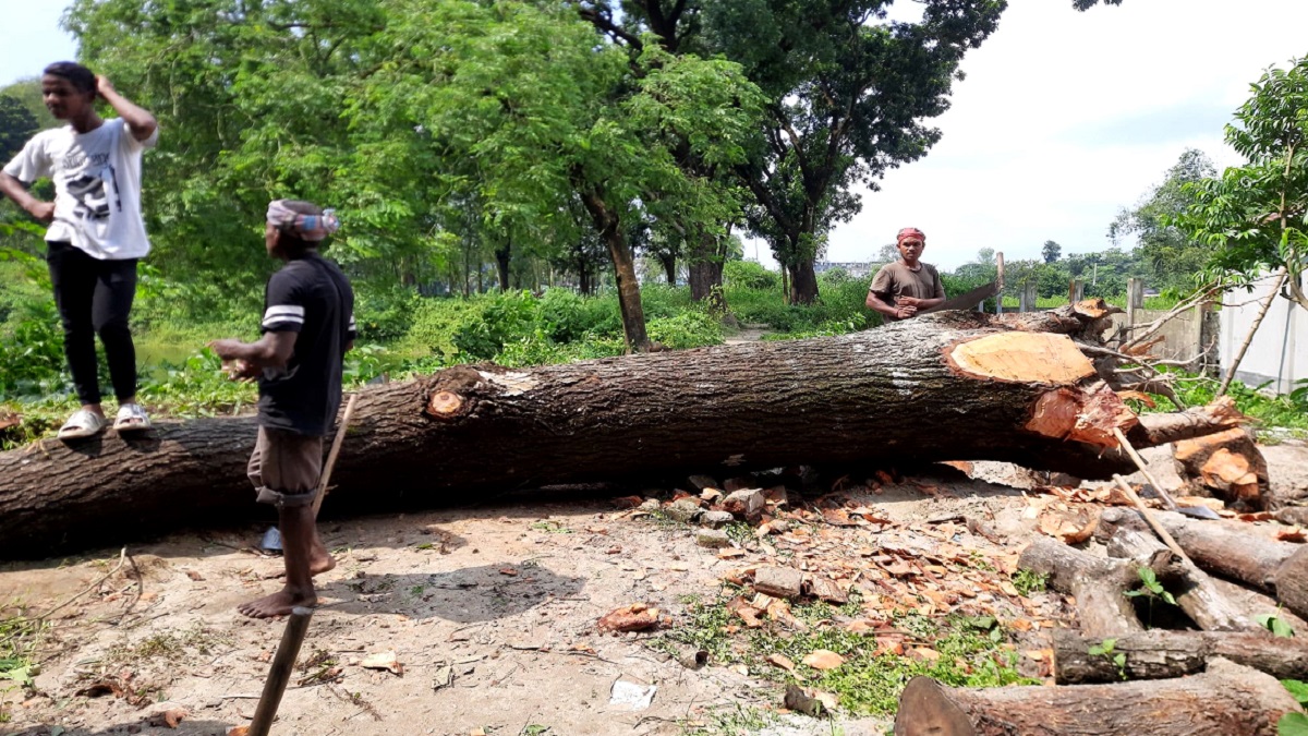 ঠাকুরগাঁওয়ে অবৈধভাবে গাছ কাটার অভিযোগে পৌর কাউন্সিলর গ্রেফতার
