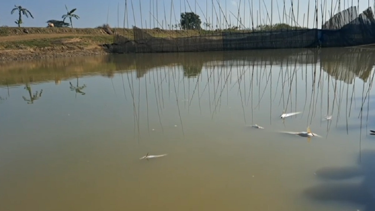 নেত্রকোণায় শত্রুতার জেরে জলমহালে বিষ, কোটি টাকার ক্ষয়ক্ষতি