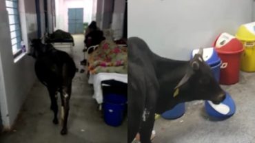 ভারতে গরু ঢুকে পড়লো হাসপাতালের আইসিইউতে (ভিডিও ভাইরাল)