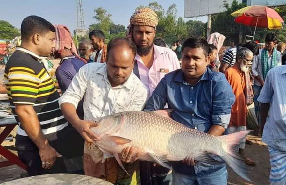 পদ্মায় ধরা পড়লো বিশালাকৃতির কাতল