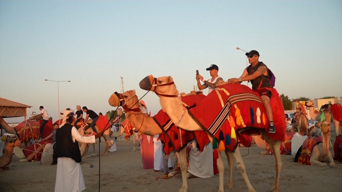 কাতার বিশ্বকাপে পর্যটকদের মাতাচ্ছে উট