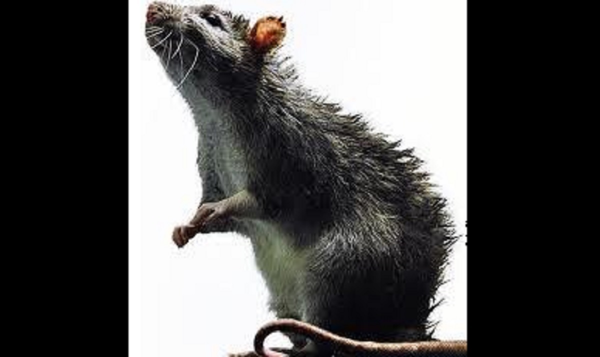 ভারতে ইঁদুরকে চুবিয়ে ‘খুন’ করায় গ্রেফতার যুবক, হচ্ছে ময়নাতদন্ত!