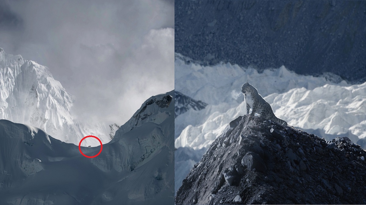 হিমালয়ের ১৮ হাজার ফুট উঁচুতে তুষার চিতাবাঘ