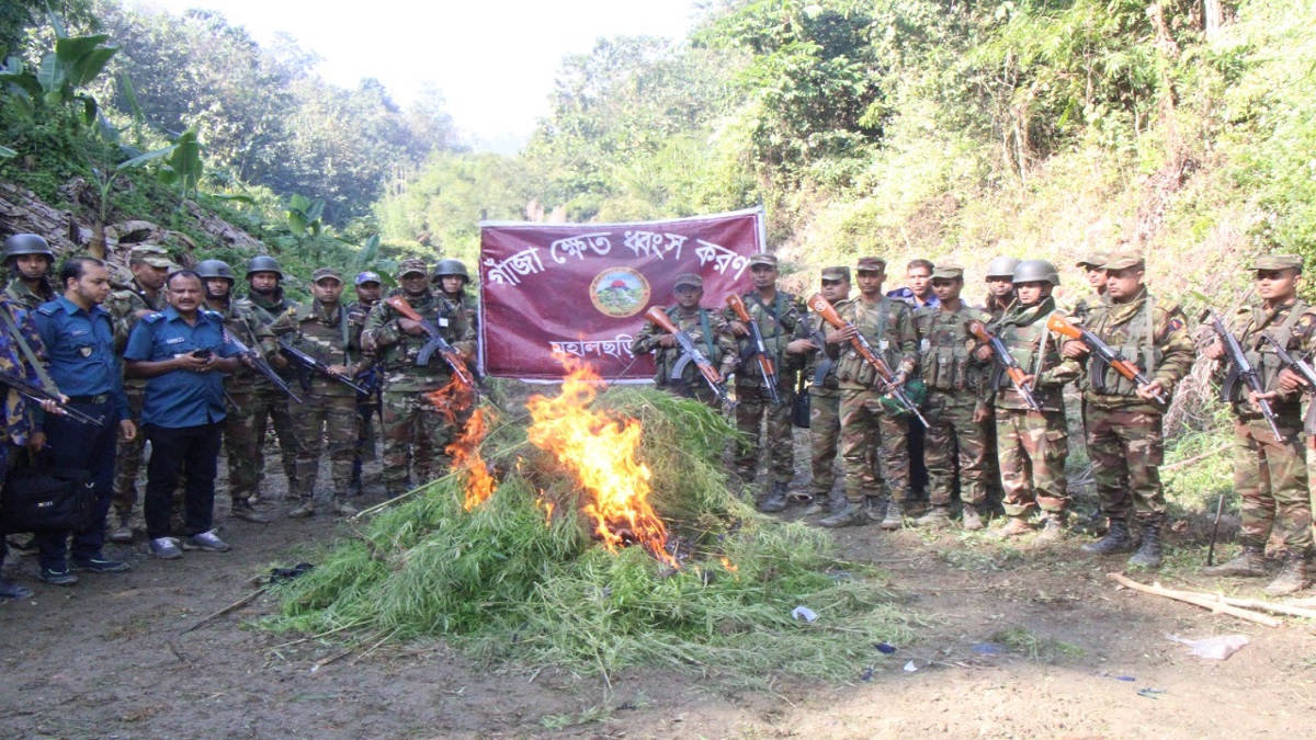 খাগড়াছড়ির দুর্গম এলাকায় ফের গাঁজা ক্ষেতের সন্ধান