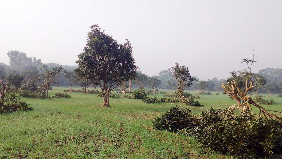 রাজশাহীতে রাতের আধারে ৪০০ আমগাছ কেটে ফেলেছে দুর্বৃত্তরা